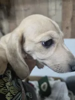 June , a female Dachshund for sale in Mountain Grove, MO – 10 of 10