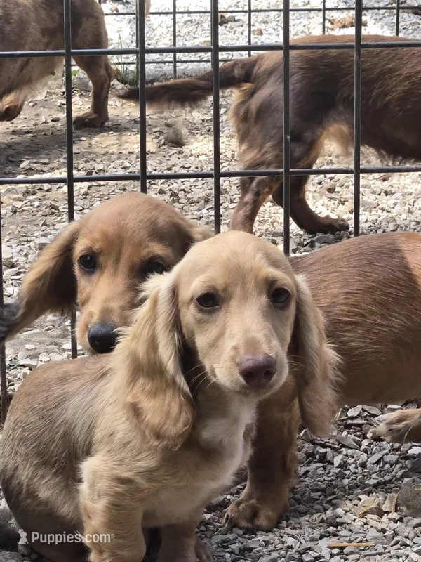  Chiccalynda – Miniature Dachshund puppy for sale in Mountain Grove, MO