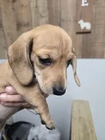 June , a female Dachshund for sale in Mountain Grove, MO – 2 of 10