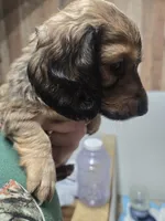 Chase, a male Miniature Dachshund for sale in Mountain Grove, MO – 1 of 9