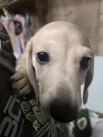 June , a female Dachshund for sale in Mountain Grove, MO – 9 of 10