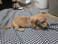 Sky, a female Dachshund and Miniature Dachshund for sale in Mountain Grove, MO – 4 of 9
