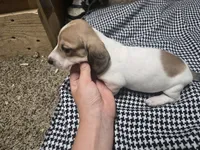 Dot, a  Dachshund for sale in Mountain Grove, MO – 5 of 10