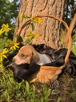 Dot, a  Dachshund for sale in Mountain Grove, MO – 2 of 10