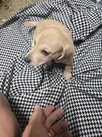 June , a female Dachshund for sale in Mountain Grove, MO – 6 of 10