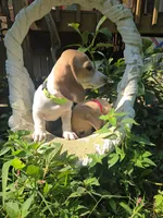 Dot, a female Miniature Dachshund for sale in Mountain Grove, MO – 2 of 8