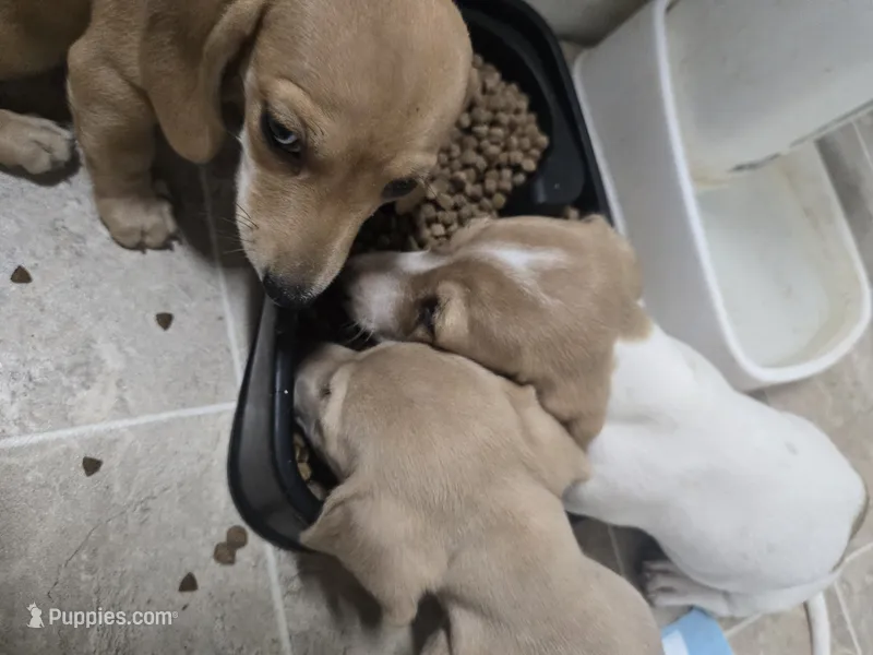 Sky – Dachshund, Miniature Dachshund puppy for sale in Mountain Grove, MO