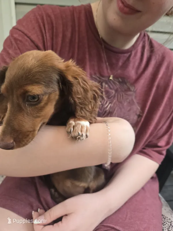 Ariel – Miniature Dachshund puppy for sale in Mountain Grove, MO