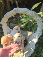 Dot, a female Miniature Dachshund for sale in Mountain Grove, MO – 7 of 8