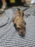 Bingo, a male Miniature Dachshund for sale in Mountain Grove, MO – 2 of 10