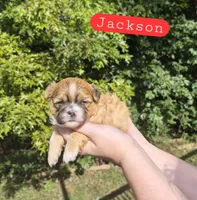 Jackson, a male Shih Tzu for sale in Mountain Home, AR – 1 of 4