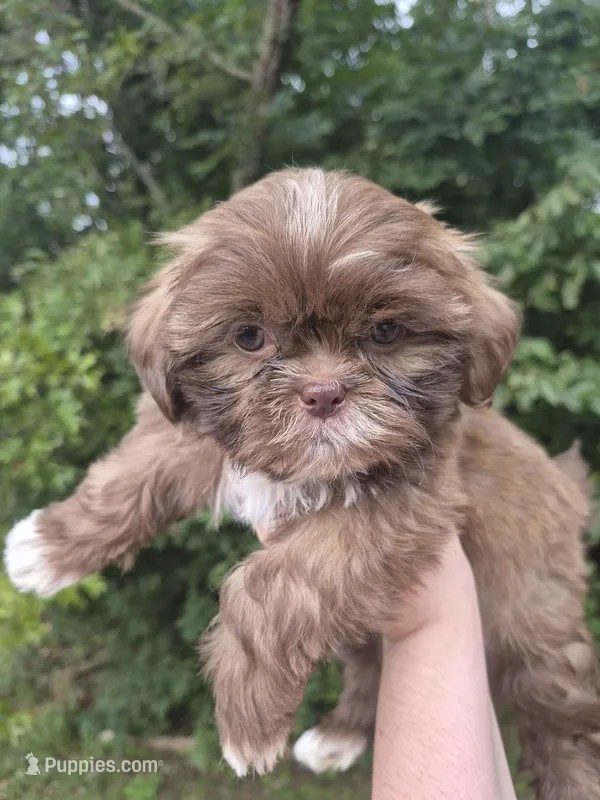Mini – Shih Tzu puppy for sale in Cabot, AR