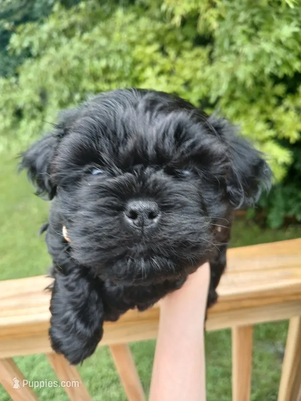Willa – Shih Tzu puppy for sale in Mountain Home, AR