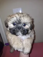 Ezra- Imperial, a male Shih Tzu for sale in Mountain Home, AR – Photo 3 of 8