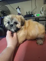 Ezra- Imperial, a male Shih Tzu for sale in Mountain Home, AR – Photo 2 of 8