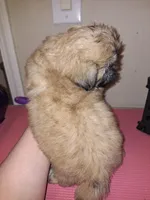 Ezra- Imperial, a male Shih Tzu for sale in Mountain Home, AR – Photo 6 of 8