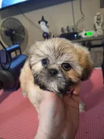 Ezra- Imperial, a male Shih Tzu for sale in Mountain Home, AR – Photo 1 of 8