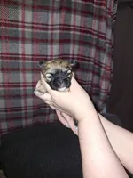 Ezra- Imperial, a male Shih Tzu for sale in Mountain Home, AR – Photo 7 of 8