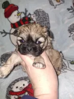 Ezra- Imperial, a male Shih Tzu for sale in Mountain Home, AR – Photo 4 of 8