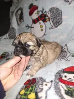Ezra- Imperial, a male Shih Tzu for sale in Mountain Home, AR – Photo 5 of 8