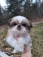 Theo (imperial), a male Shih Tzu for sale in Mountain Home, AR – Photo 1 of 2