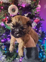 Perry, a male Shih Tzu for sale in Mountain Home, AR – Photo 1 of 2
