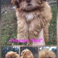Red -imperial, a female Shih Tzu for sale in Mountain Home, AR – Photo 1 of 2