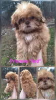 Red -imperial, a female Shih Tzu for sale in Mountain Home, AR – Photo 1 of 2