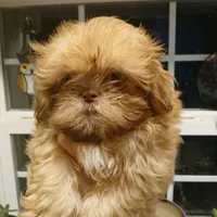 Red -imperial, a female Shih Tzu for sale in Mountain Home, AR – Photo 2 of 2