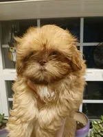 Red -imperial, a female Shih Tzu for sale in Mountain Home, AR – Photo 2 of 2
