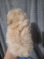 Oscar- Imperial, a male Shih Tzu for sale in Mountain Home, AR – Photo 3 of 3