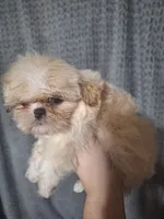 Oscar- Imperial, a male Shih Tzu for sale in Mountain Home, AR – Photo 2 of 3