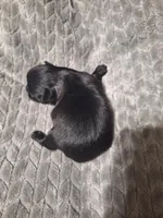 Jett, a male Shih Tzu for sale in Mountain Home, AR – Photo 2 of 2