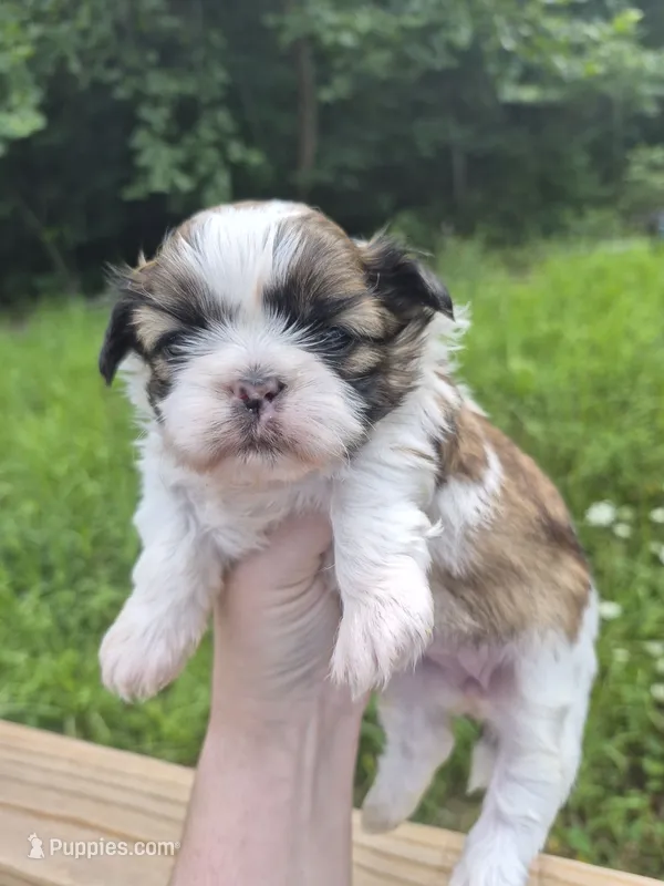Pumpkin – Shih Tzu puppy for sale in Mountain Home, AR