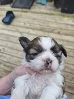 Pumpkin, a female Shih Tzu for sale in Mountain Home, AR – 2 of 2