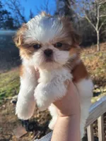 Ariel (imperial), a female Shih Tzu for sale in Mountain Home, AR – Photo 1 of 2