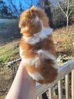 Ariel (imperial), a female Shih Tzu for sale in Mountain Home, AR – Photo 2 of 2