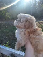 Teddy- Imperial, a male Shih Tzu for sale in Mountain Home, AR – Photo 3 of 4