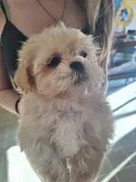 Teddy- Imperial, a male Shih Tzu for sale in Mountain Home, AR – Photo 4 of 4