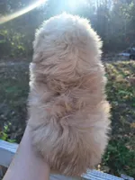 Teddy- Imperial, a male Shih Tzu for sale in Mountain Home, AR – Photo 2 of 4