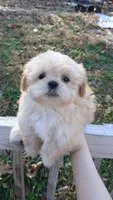 Teddy- Imperial, a male Shih Tzu for sale in Mountain Home, AR – Photo 1 of 4