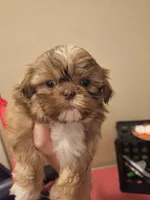 Susie- Imperial, a female Shih Tzu for sale in Mountain Home, AR – Photo 1 of 5