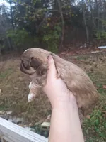Susie- Imperial, a female Shih Tzu for sale in Mountain Home, AR – Photo 4 of 5