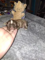 Susie- Imperial, a female Shih Tzu for sale in Mountain Home, AR – Photo 2 of 5