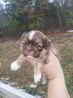 Susie- Imperial, a female Shih Tzu for sale in Mountain Home, AR – Photo 3 of 5