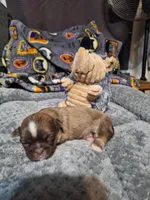 Susie- Imperial, a female Shih Tzu for sale in Mountain Home, AR – Photo 5 of 5