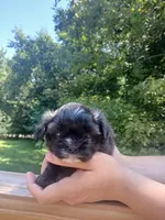 Dash, a male Shih Tzu for sale in Cabot, AR – 1 of 3