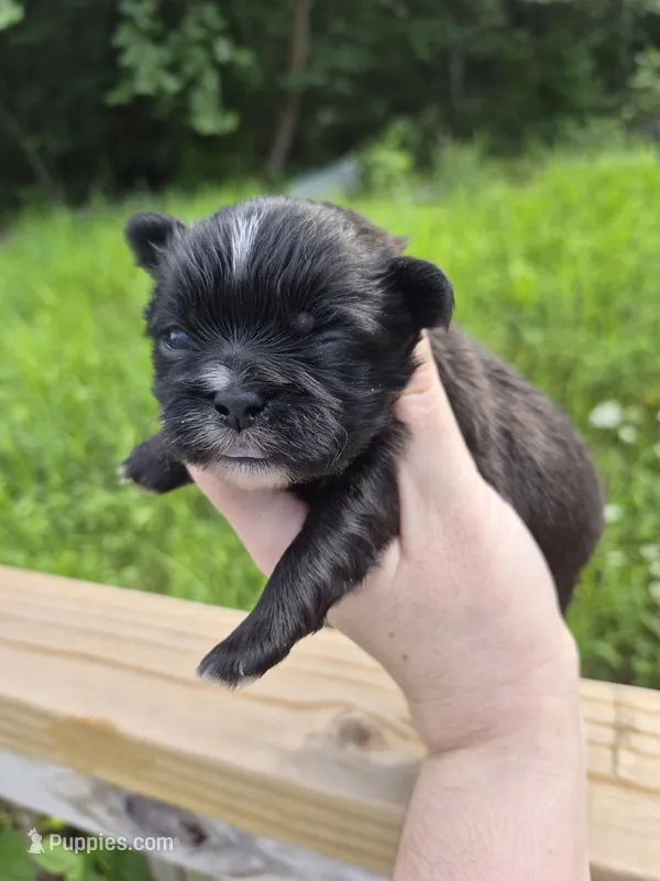 Dash – Shih Tzu puppy for sale in Mountain Home, AR