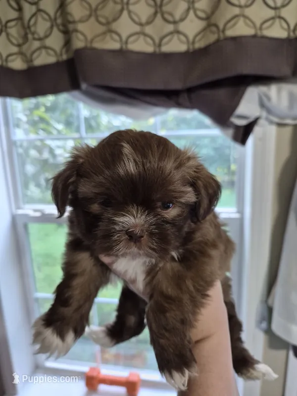 Mini – Shih Tzu puppy for sale in Cabot, AR