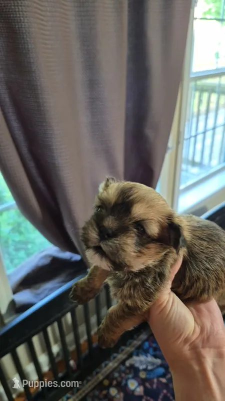Luey – Shih Tzu puppy for sale in Mountain Home, AR